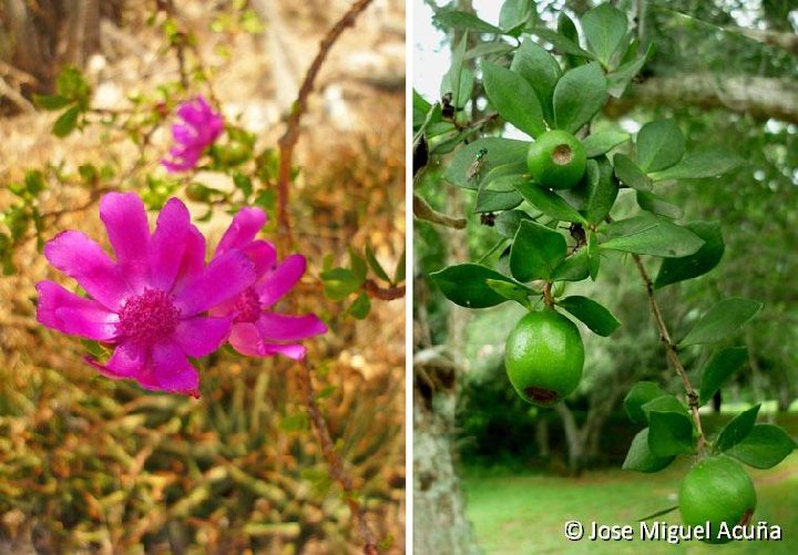 Leuenbergeria zinniflora Jard. Bot. Nac. La Habana, Cu ©Jose Miguel Acuña